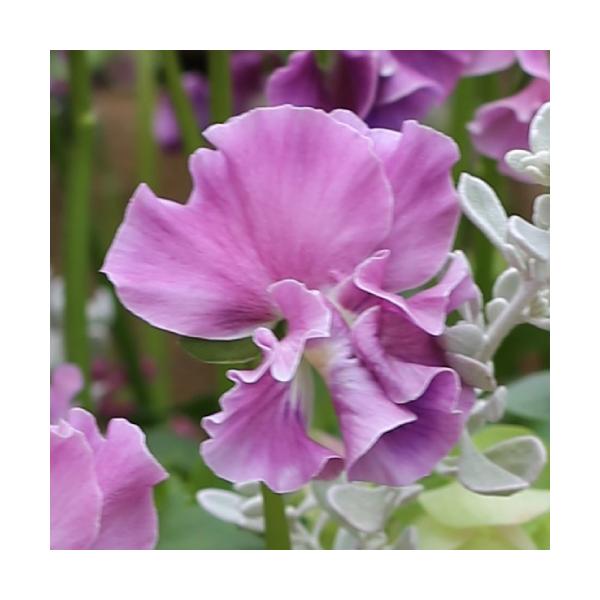 ビオラ 花 苗の人気商品 通販 価格比較 価格 Com