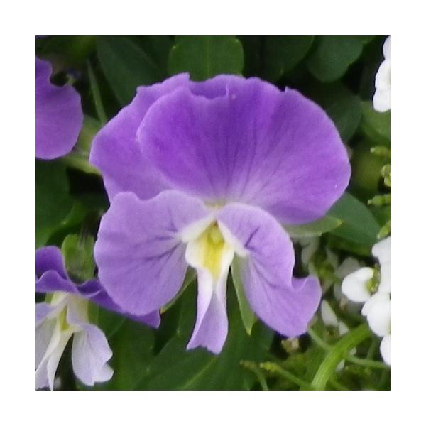 苗 パンジー ビオラの人気商品 通販 価格比較 価格 Com