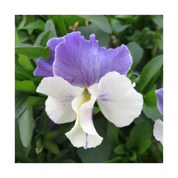 ビオラ 花 苗の人気商品 通販 価格比較 価格 Com