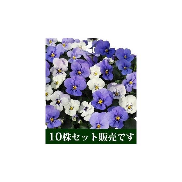 rI ЂƂԂ̗ vXmx |bgc 10Zbg E Ei pW[ rI ݂ c 񂹐A