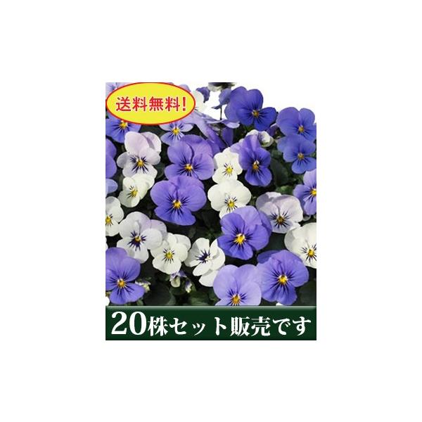 rI ЂƂԂ̗ vXmx |bgc 20Zbg  i ݂ pW[ rI c CObVK[f 񂹐A