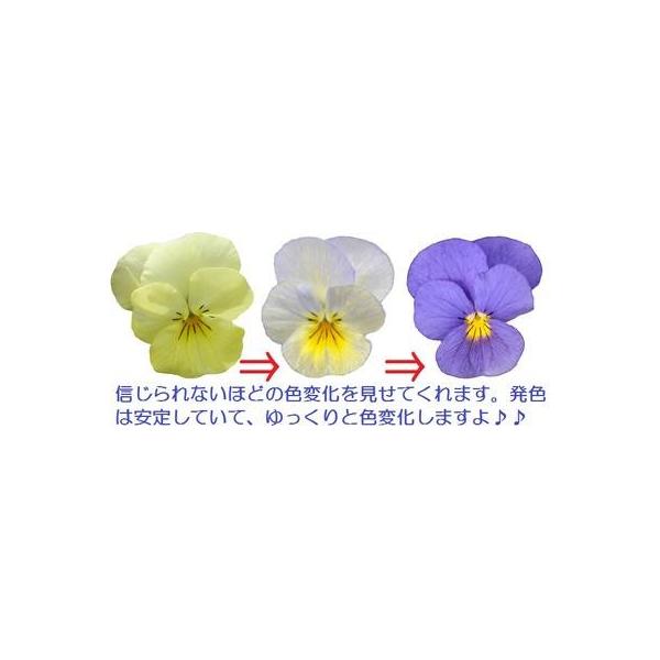 ビオラ 天使の誘惑 色変わり プラスノベル ポット苗 １個 すみれ パンジー ビオラ 苗 イングリッシュガーデン 寄せ植え Buyee Servicio De Proxy Japones Buyee Compra En Japon