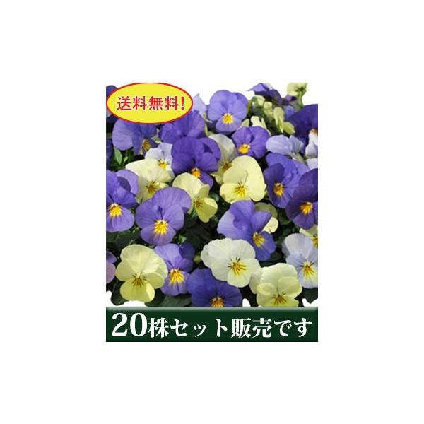 rI Vg̗Uf Fς vXmx |bgc 20Zbg  i pW[ rI ݂ c 񂹐A