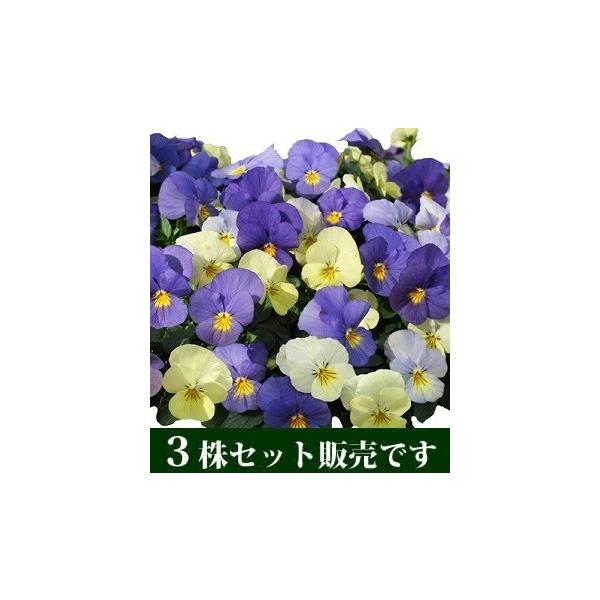 ビオラ 天使の誘惑 色変わり プラスノベル ポット苗 3個セット パンジー ビオラ すみれ 苗 寄せ植え P11 3 イングの森 お花 苗 ギフト 通販 Yahoo ショッピング