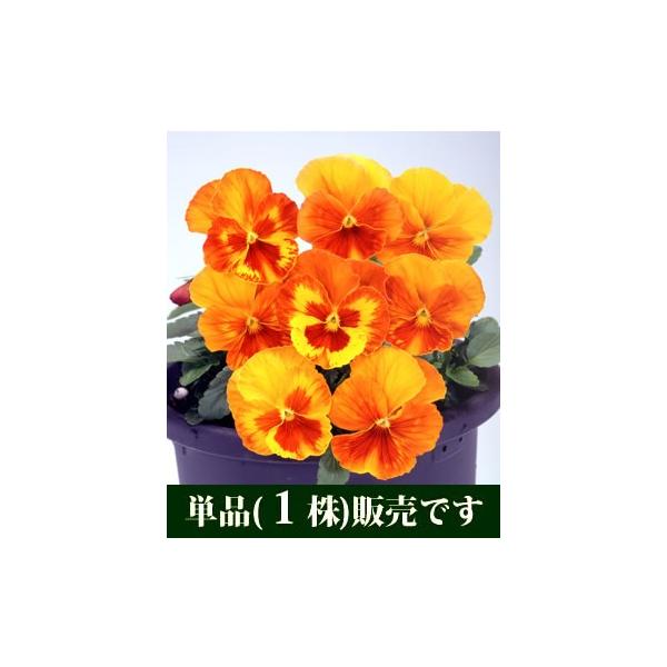 パンジー ビオラ 苗 寄せ植え ビオラ マリア オレンジスライス ポット苗 1個 すみれ Buyee Buyee 日本の通販 商品 オークションの代理入札 代理購入