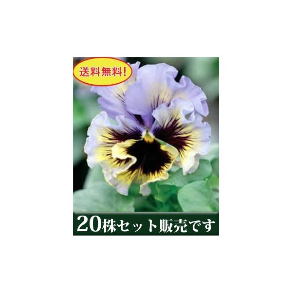 pW[ tYVY CG[u[X[ t炫 |bgc 20Zbg  i pW[ rI ݂ c 񂹐A