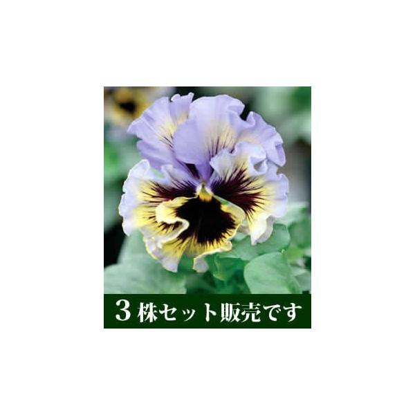 パンジー ビオラ 苗 寄せ植え パンジー フリズルシズル イエローブルースワール フリル咲き ポット苗 3個セット すみれ Buyee Buyee 日本の通販商品 オークションの代理入札 代理購入