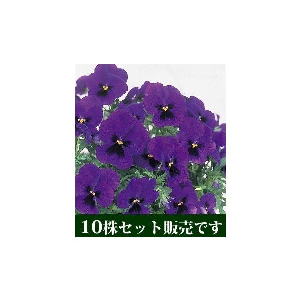 pW[ rI  c ~ 悭炭X~ u[nC Ver2 10Zbg 10.5cmTCY|bg ݂ 񂹐A S