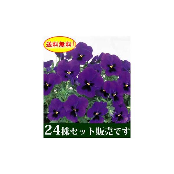 悭炭X~ u[nCVer2 10.5cmTCY|bg 20Zbg E Ei pW[ rI ݂ c 񂹐A