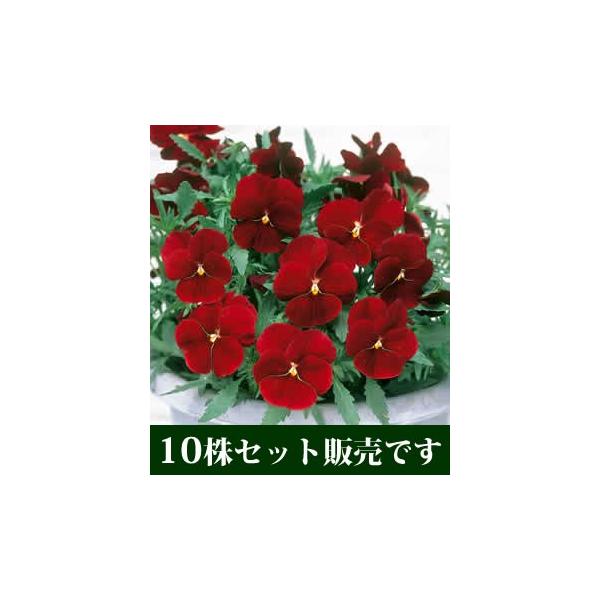 悭炭X~ Nx[ |bgc 10Zbg E Ei ݂ pW[ rI c CObVK[f 񂹐A