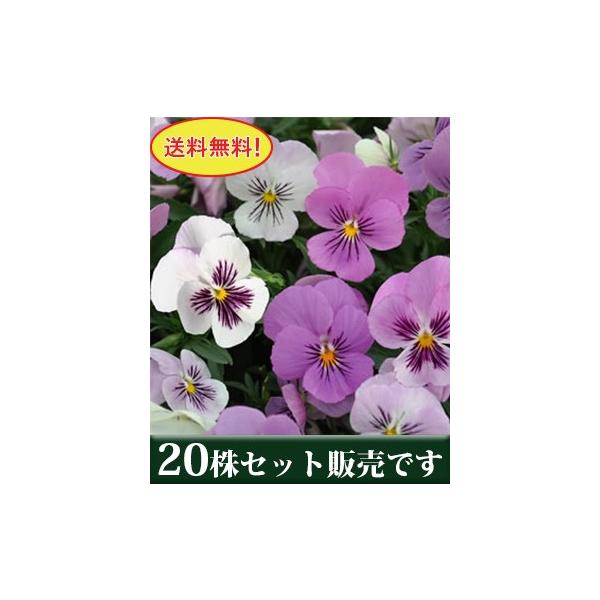 rI ܂ꃍ[W[ Fς vXmx |bgc 20Zbg  i pW[ rI ݂ c 񂹐A