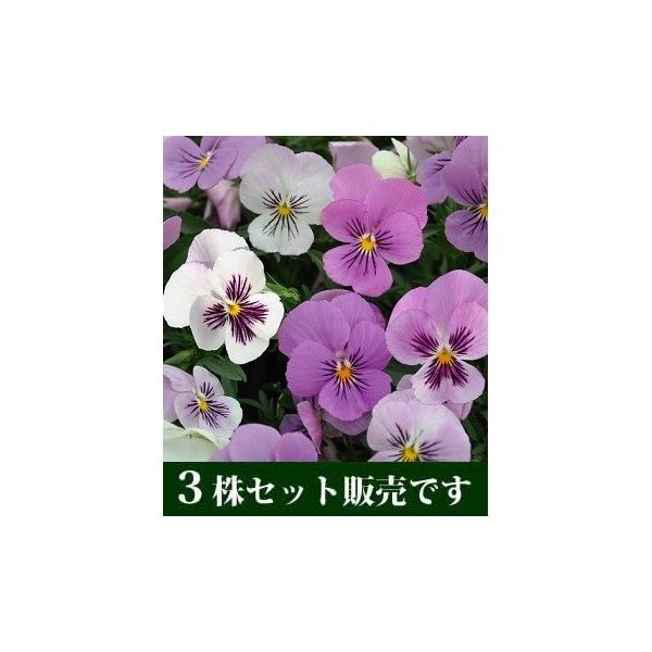 rI ܂ꃍ[W[ Fς vXmx |bgc 3Zbg pW[ rI ݂ c 񂹐A