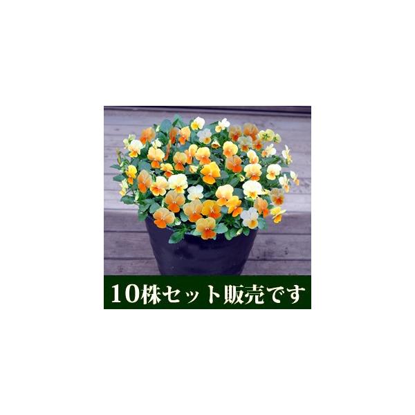 rI IWbv vXLeB[ |bgc 10Zbg E Ei pW[ rI ݂ c 񂹐A