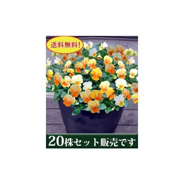 rI IWbv vXLeB[ |bgc 20Zbg  i pW[ rI ݂ c 񂹐A