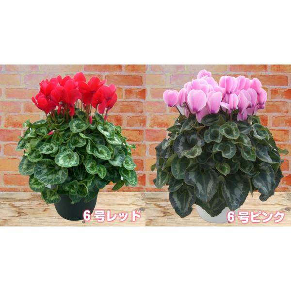 予約販売 シクラメン 花 6号サイズ 鉢植え そのまま飾れる鉢カバー付 他品同梱不可 12月上旬以降のお届け Buyee Buyee 日本の通販商品 オークションの代理入札 代理購入