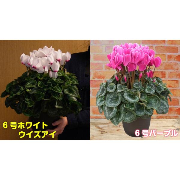 予約販売 シクラメン 花 6号サイズ 鉢植え そのまま飾れる鉢カバー付 他品同梱不可 12月上旬以降のお届け Buyee Buyee 日本の通販商品 オークションの代理入札 代理購入