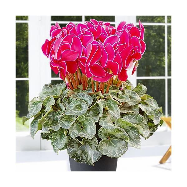 VN GWFO T ̖͂ڈF12{`z S  Mtg ԁy\̔z