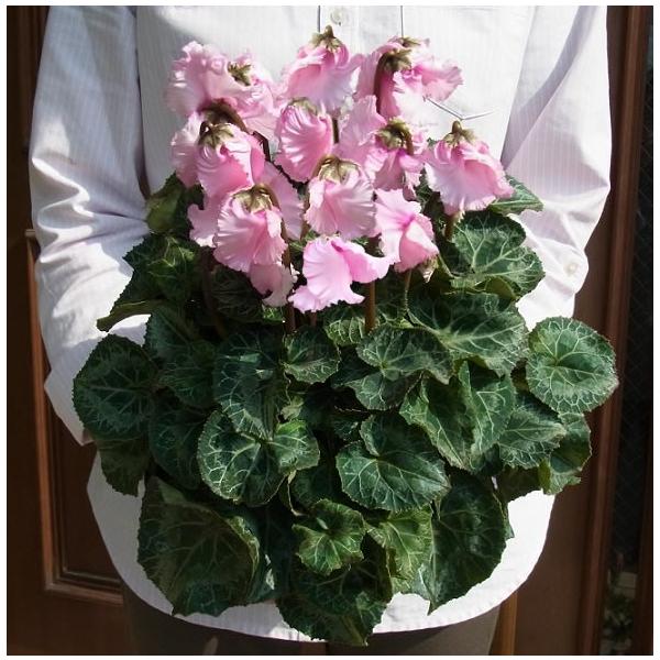 VN  A t@o[Y 5O ye5.5  is ̖͂ڈF11{`@\i@tX Mtg