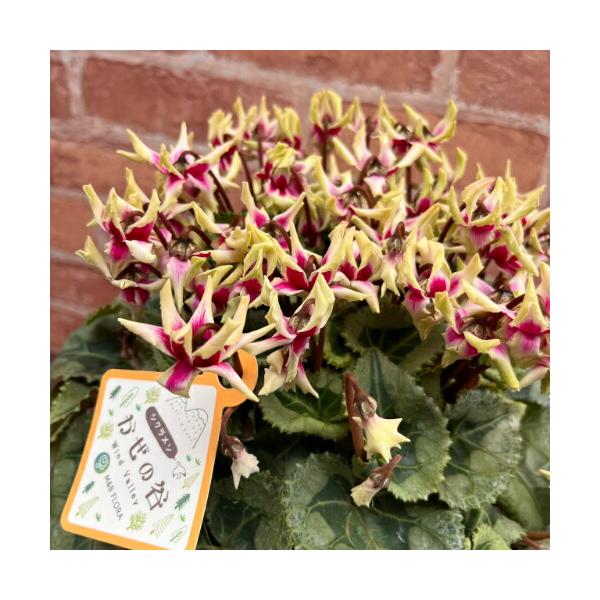 生長促進ホルモン剤を使用せず、時間をかけて肥培管理で育て上げました。剣先風の個性的な花弁の形をしており、八重咲き品種です。中心部の濃いピンク色が華やかな雰囲気を醸し出しています。■球根性多年草■開花期：11〜6月■お届けの状態：5号鉢（直径...