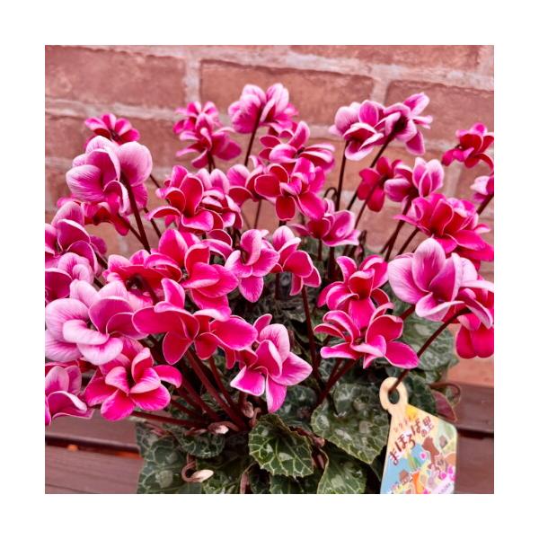 生長促進ホルモン剤を使用せず、時間をかけて肥培管理で育て上げました。肉厚で色鮮やかなピンクの花弁は、八重咲きで、縁が白く、反り返るように咲きます。甘い芳香が特徴的で、2014年のフラワー・オブ・ザ・イヤー最優秀賞を受賞した品種です。■球根性...