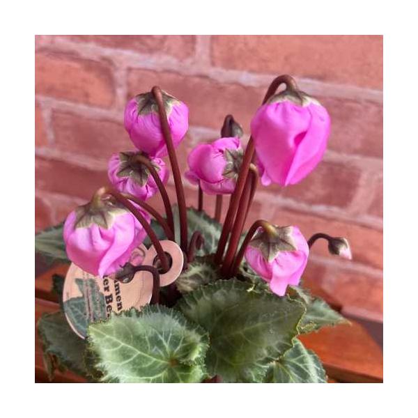 花弁が下向きに咲く可憐なベル咲きが印象的な「シクラメン・ウィンターベル」こちらはバイオレットカラーです。寄せ植えや鉢植にして冬の室内や玄関先に置くと、華やかなアクセントになります。冬は寒風や霜が当たらない場所で管理すると株が傷みにくく、開花...