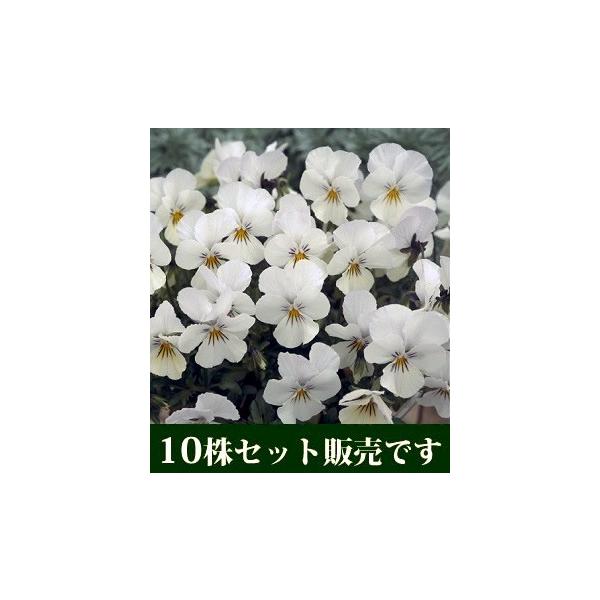 rI rr NAzCg |bgc 10Zbg E Ei pW[ rI ݂ c 񂹐A