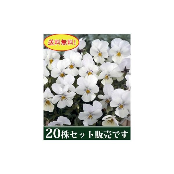 rI rr NAzCg |bgc 20Zbg  i pW[ rI ݂ c 񂹐A