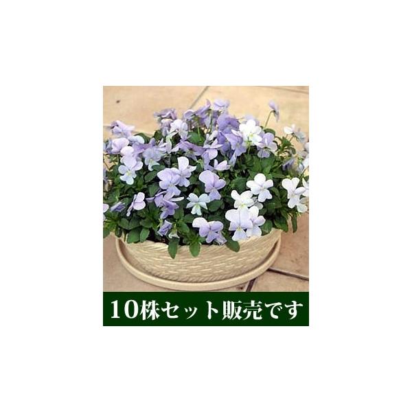 rI rr wu[u[ |bgc 10Zbg E Ei ݂ pW[ rI c CObVK[f 񂹐A