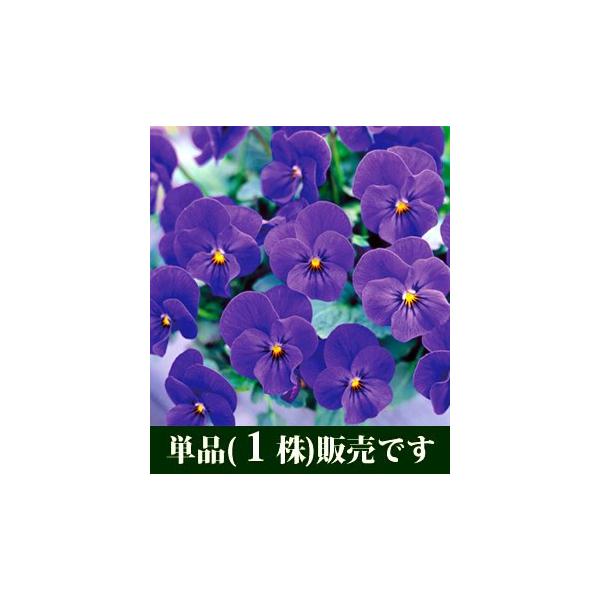 rI rr I[Vu[ |bgc P ԕc ݂ pW[ rI c CObVK[f 񂹐A