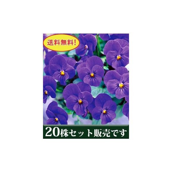 rI rr I[Vu[ |bgc 20Zbg  i ݂ pW[ rI c CObVK[f 񂹐A