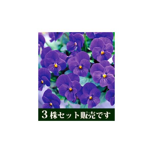 rI rr I[Vu[ |bgc 3Zbg ݂ pW[ rI c CObVK[f 񂹐A