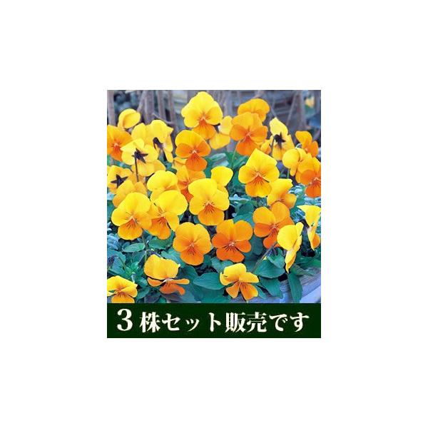 rI rr NAIW |bgc 3Zbg pW[ rI ݂ c 񂹐A