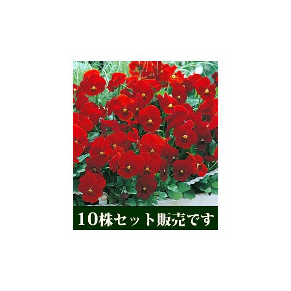 rI rr XJ[bg |bgc 10Zbg E Ei pW[ rI ݂ c 񂹐A