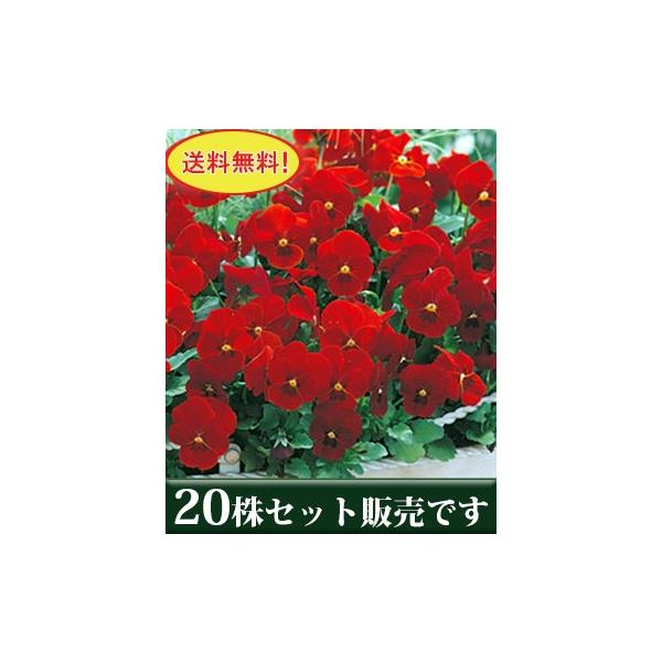 rI rr XJ[bg |bgc 20Zbg  i pW[ rI ݂ c 񂹐A