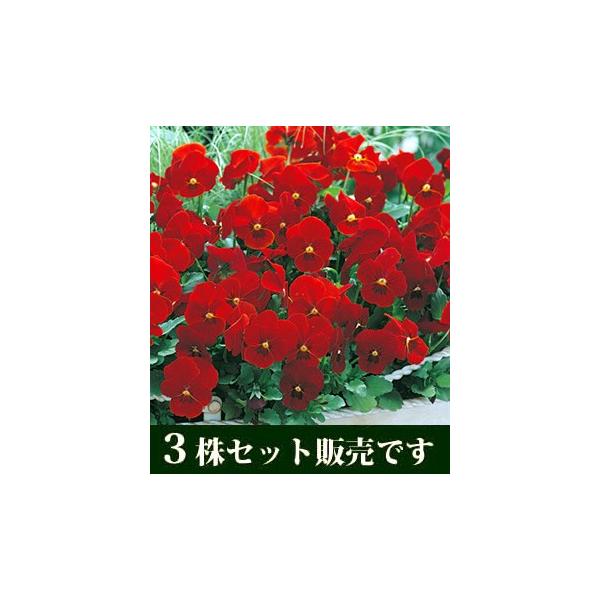 rI rr XJ[bg |bgc 3Zbg ݂ pW[ rI c CObVK[f 񂹐A