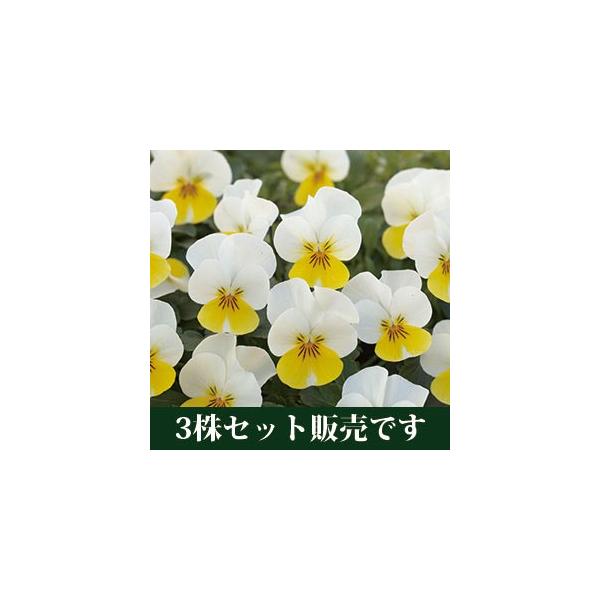 rI t[p[ N[CG[bv |bgc 3Zbg pW[ rI ݂ c 񂹐A