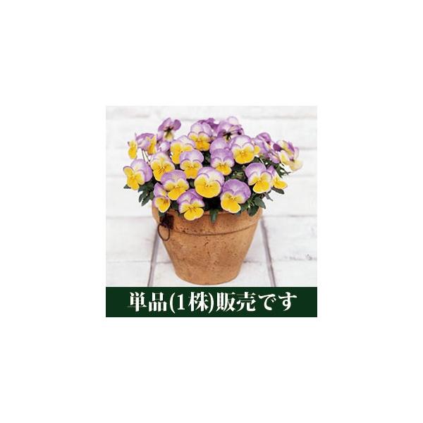 pW[ FX~ u[[ |bgc P ݂ pW[ rI c CObVK[f 񂹐A