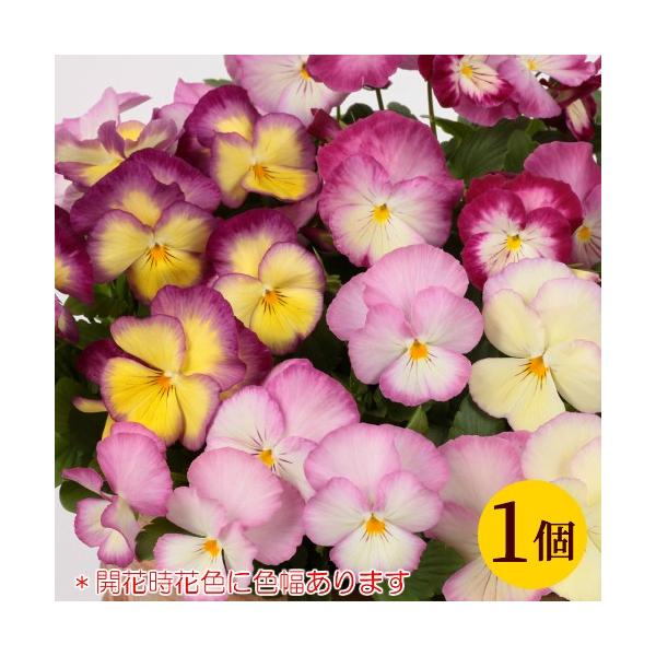 pW[ FX~  c XC[gu 10.5cmTCY|bg 1 ~ t rI 񂹐A