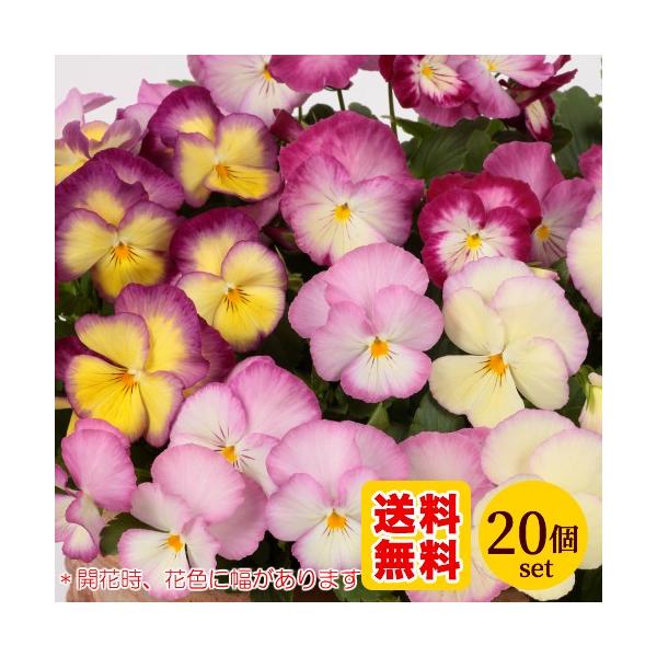 pW[ FX~  c XC[gu 10.5cmTCY|bg 20Zbg ~ t rI ݂ 񂹐A K[fjO S