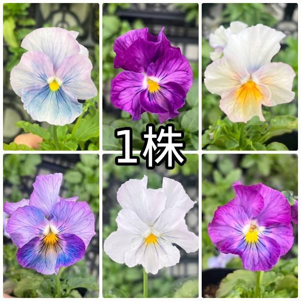 ビオラ 苗 花ろまん 乙女の祈り フリルシリーズ ポット 1個 パンジー