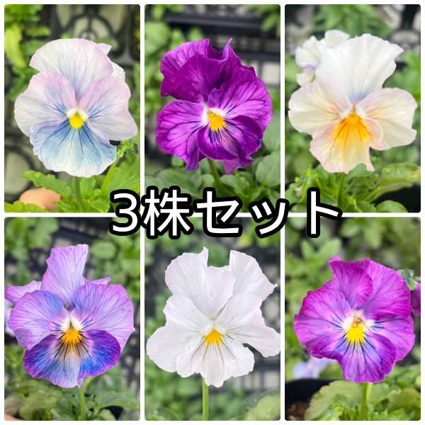 ビオラ 乙女の祈り 花ろまん フリルシリーズ ポット苗 3個セット 花苗