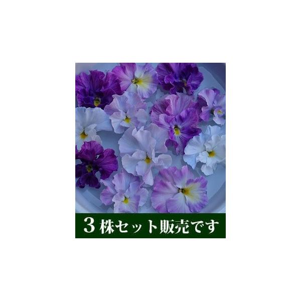 pW[ x_[[X Ԃ܂ tV[Y |bgc RZbg pW[ rI ݂ c 񂹐A