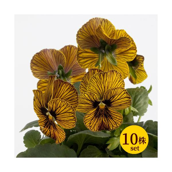 rI  c ^CK[ACCG[ 񂹐A |bgc 10Zbg pW[ CObVK[f S