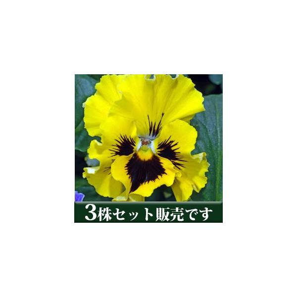 pW[ tYVY CG[ t炫 |bgc 3Zbg ݂ pW[ rI c CObVK[f 񂹐A