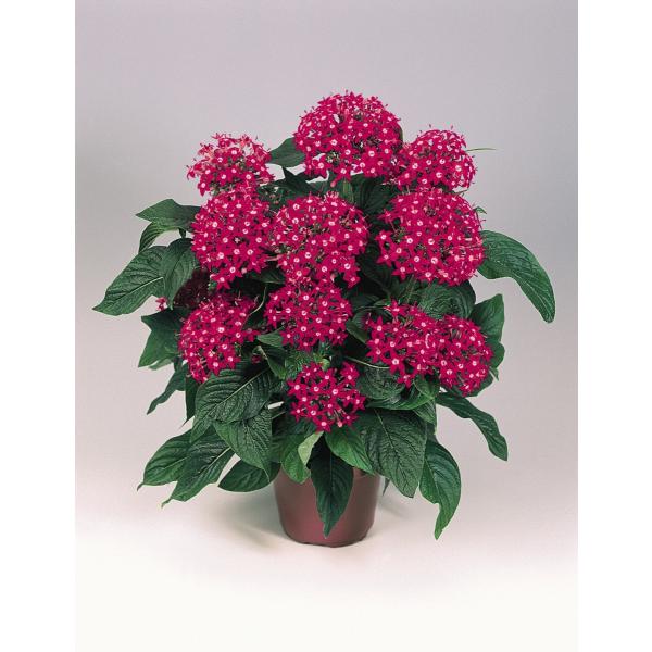 ペンタス 花 苗 鉢植え 寄植え グラフティ ローズ １株 ローズ 9cmポット 多年草 W Pentas Graf Rose イングの森 花 苗 育て方 通販 Yahoo ショッピング