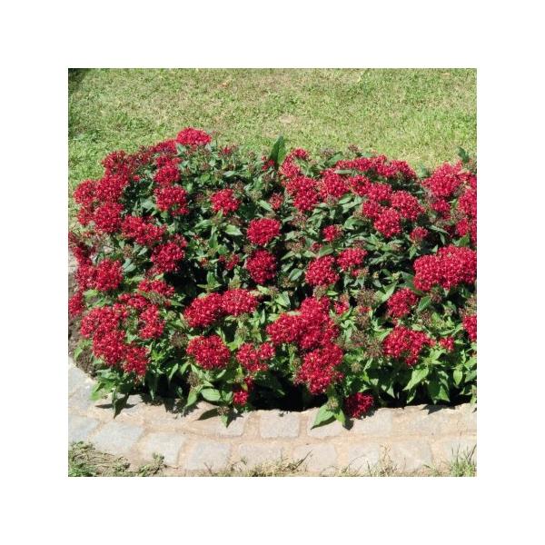 苗 ペンタスの人気商品 通販 価格比較 価格 Com