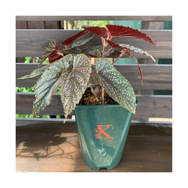 花 ベゴニア 生花の人気商品 通販 価格比較 価格 Com