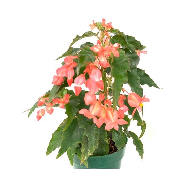 花 ベゴニア 生花の人気商品 通販 価格比較 価格 Com