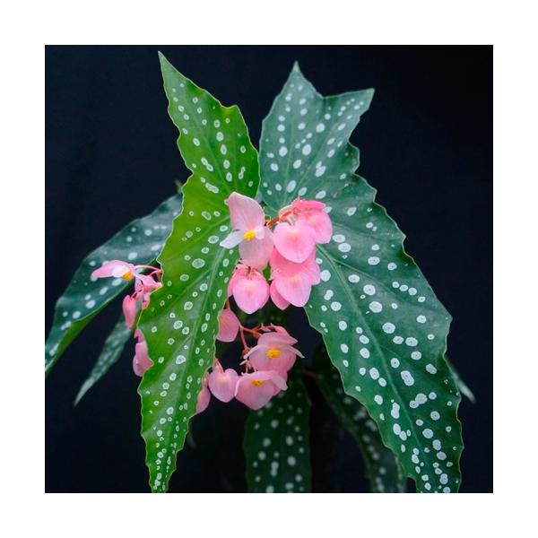 花 ベゴニア 生花の人気商品 通販 価格比較 価格 Com