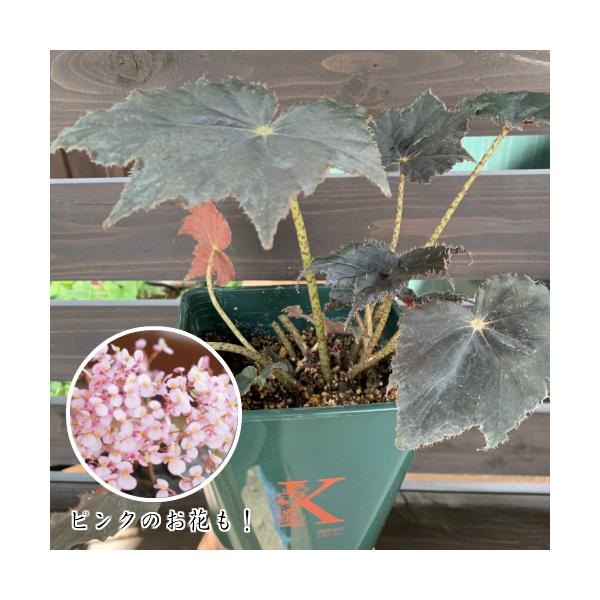 花 ベゴニア 生花の人気商品 通販 価格比較 価格 Com